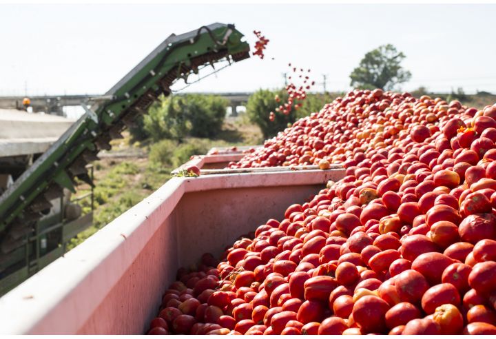 Demo: pomodori per conserva