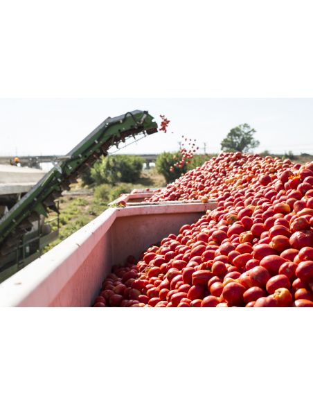 Demo: pomodori per conserva