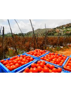 Demo: pomodori per conserva