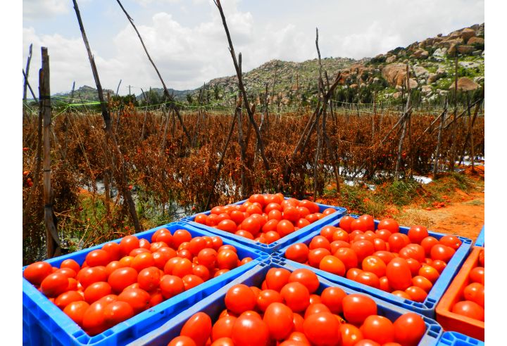 Demo: pomodori per conserva